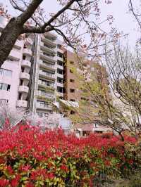 東京|隅田公園|櫻名所百選|江戶風雅的河畔花見