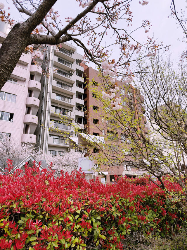 東京|隅田公園|櫻名所百選|江戶風雅的河畔花見 東京|隅田公園|櫻名所百選|江戶風雅的河畔花見