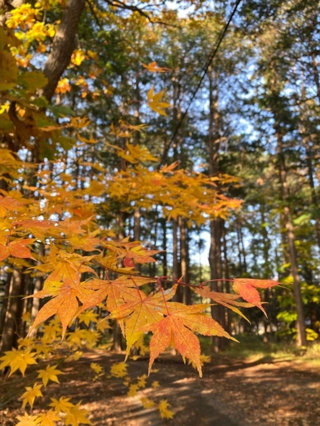 札幌秋景美食溫泉行程攻略🍁