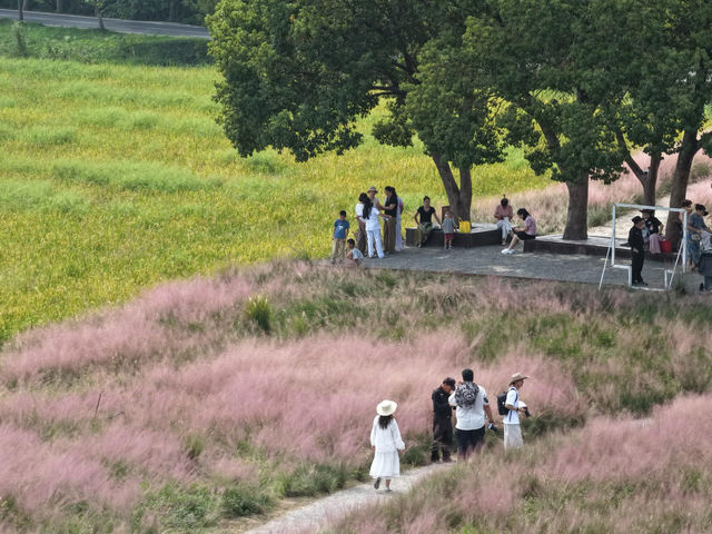 十月必衝美人地台地 粉黛與稻海的秋