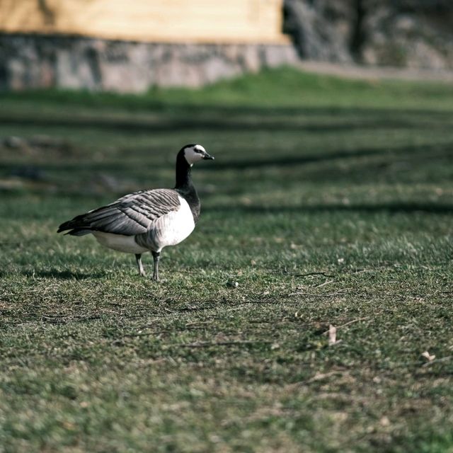 🏝️ Suomenlinna: Island Life Among the Old Brick Walls