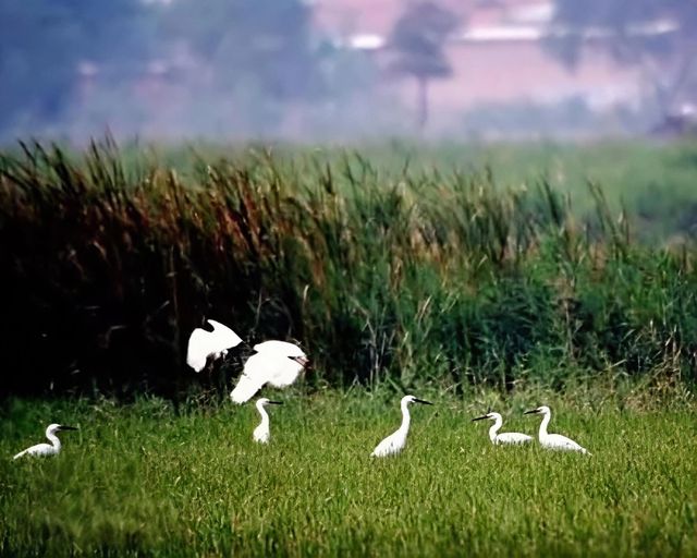 華北秘境衡水湖觀鳥指南,速存! 華北秘境衡水湖觀鳥指南,速存!