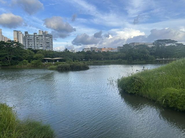 🌿 福田紅樹林生態公園｜城市裡的自然保護園區！