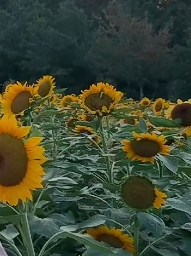 湖南省植物園向日葵花海全攻略拍出冬日暖陽感大片