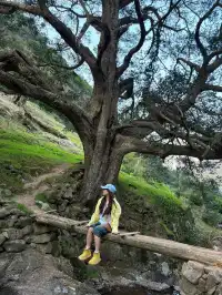 江浙最美徒步路線|走馬崗香榧林（附攻略）