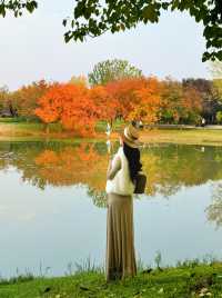 西安小眾賞秋秘境浐灞濕地公園銀杏打卡攻略