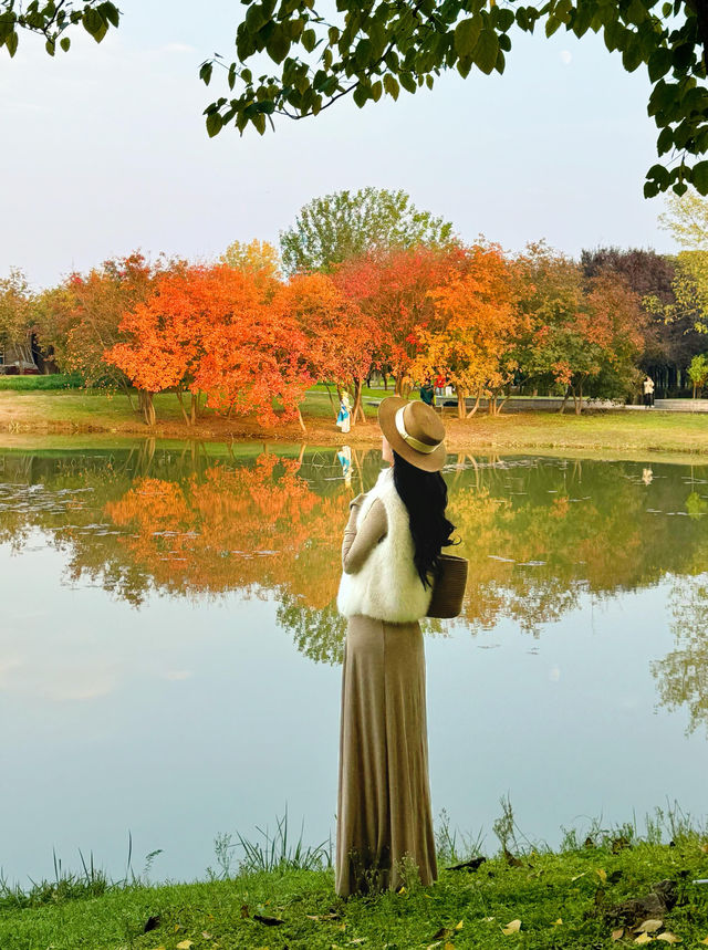 西安小眾賞秋秘境浐灞濕地公園銀杏打卡攻略