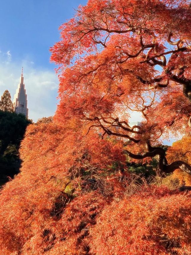 東京周邊8個絕美賞楓之地~