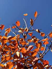 北京美到心顫的紅葉