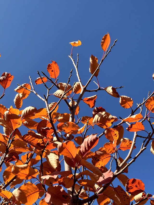 北京美到心顫的紅葉