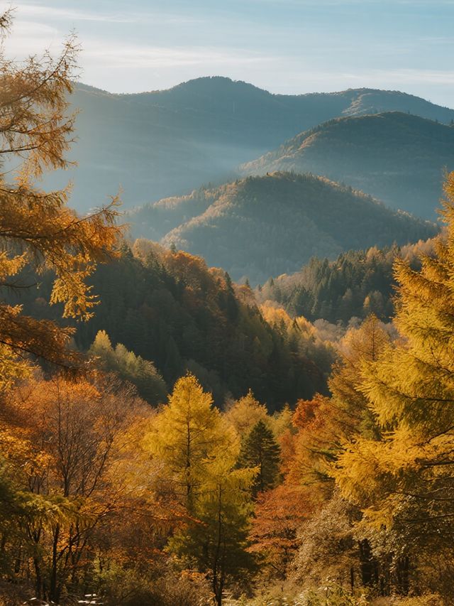 帶娃賞秋不踩雷！光霧山紅葉攻略來啦