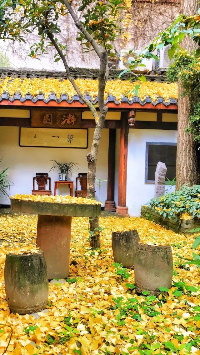 成都秋色指南：銀杏、紅楓與市井煙火交織的浪漫