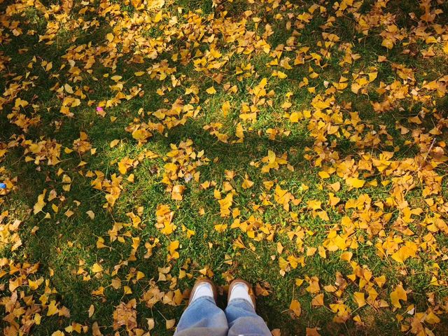 會澤秋韻：在時光摺皺裡拾起一城金黃