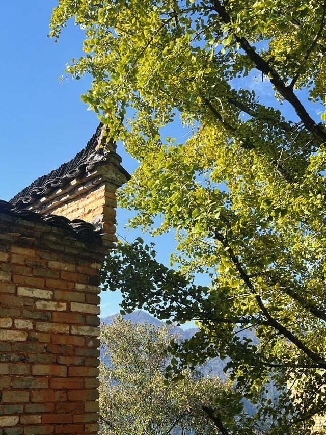 婺源篁嶺曬秋絕絕子手機拍到斷電哭著求饒