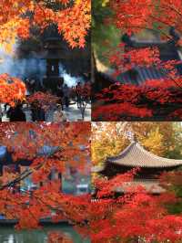 美爆！總要看一次棲霞山的紅葉吧！