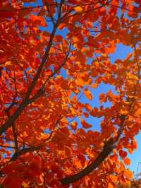 「坡峰嶺紅葉秘境·北京秋日天花板」