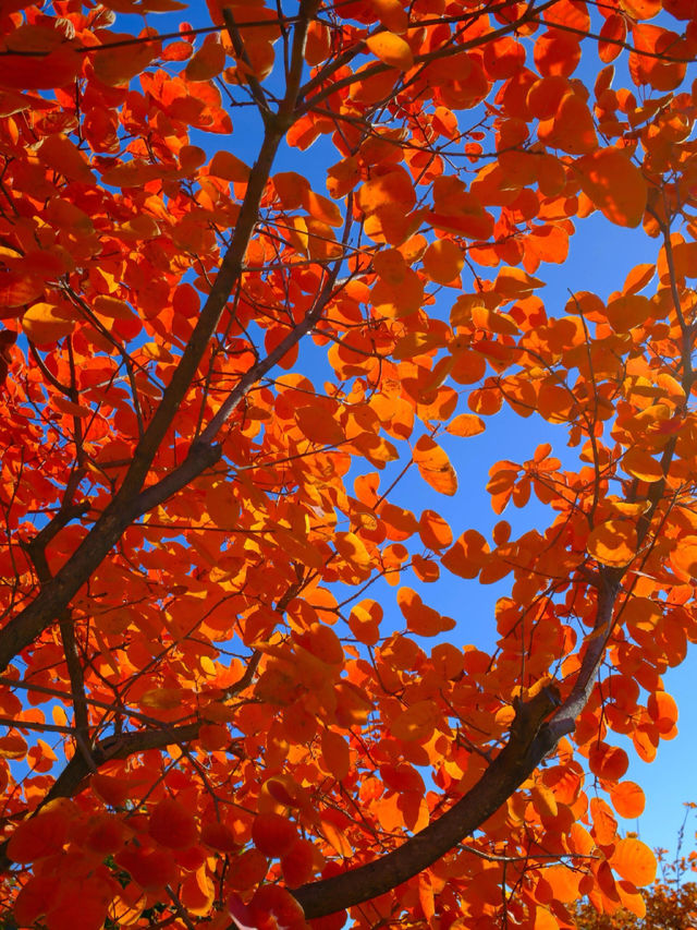 「坡峰嶺紅葉秘境·北京秋日天花板」