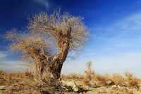 【哈密奇遇記！穿越千年絲路，邂逅大漠奇蹟】