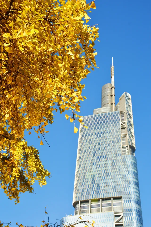 南京鼓樓公園銀杏｜紅牆光影+古今同框