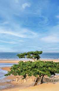 椰林海邊躺平攻略