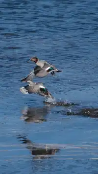 11.18的普達措很藍