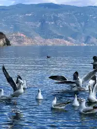 秋冬季遊瀘沽湖，人少景美性價比之王