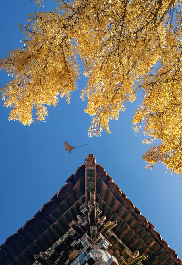 故宮的秋，銀杏撞向紅牆