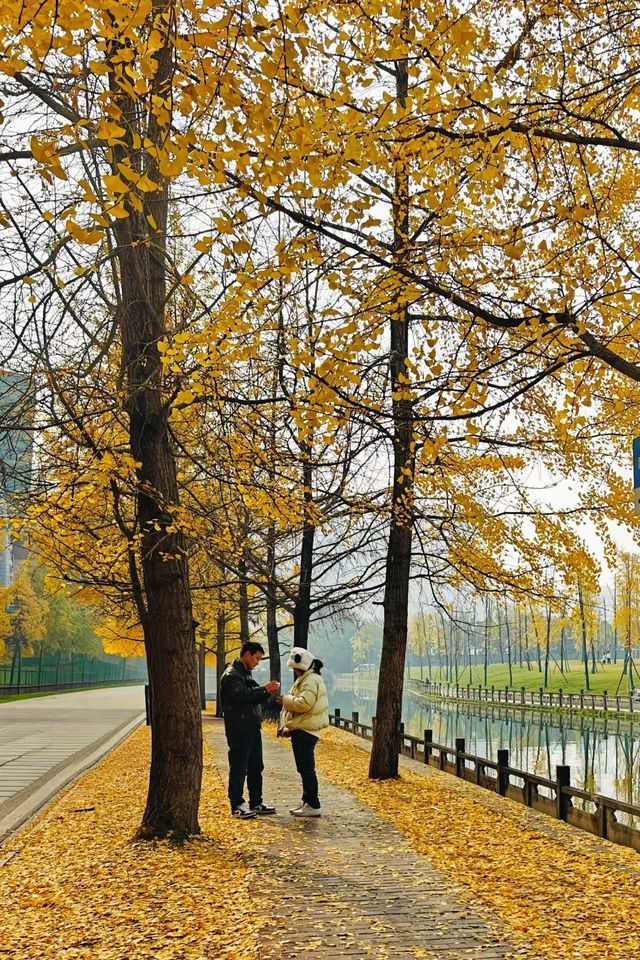 蛟龍活水公園拍銀杏