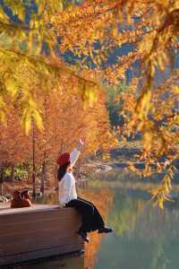 廣州出發2h,打卡紅杉林攻略