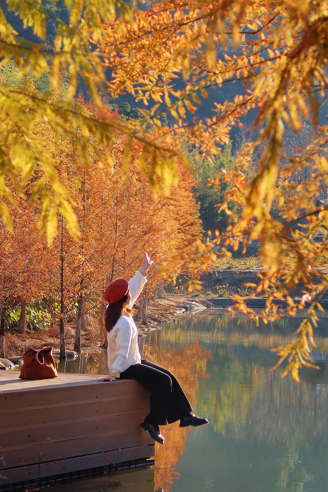 廣州出發2h,打卡紅杉林攻略 廣州出發2h,打卡紅杉林攻略