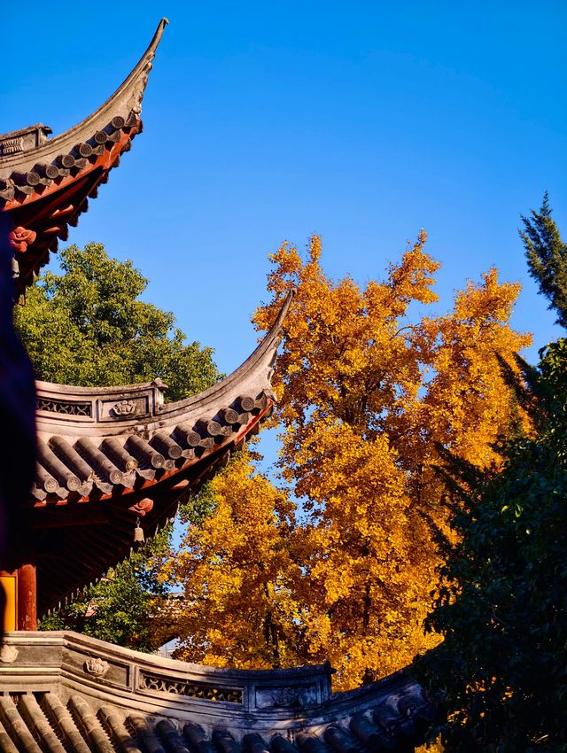 古剎追秋|北宋古寺、銀杏還有貓貓誰說秋意只在枝頭? 古剎追秋|北宋古寺、銀杏還有貓貓誰說秋意只在枝頭?