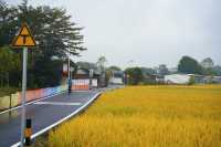 陽春山水畫廊：稻浪翻湧的金色詩篇