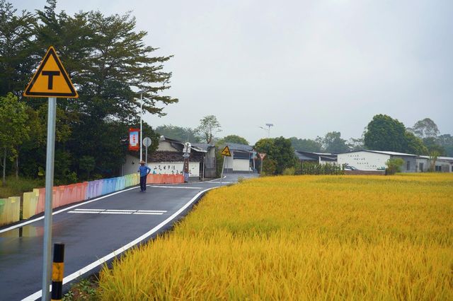 陽春山水畫廊：稻浪翻湧的金色詩篇