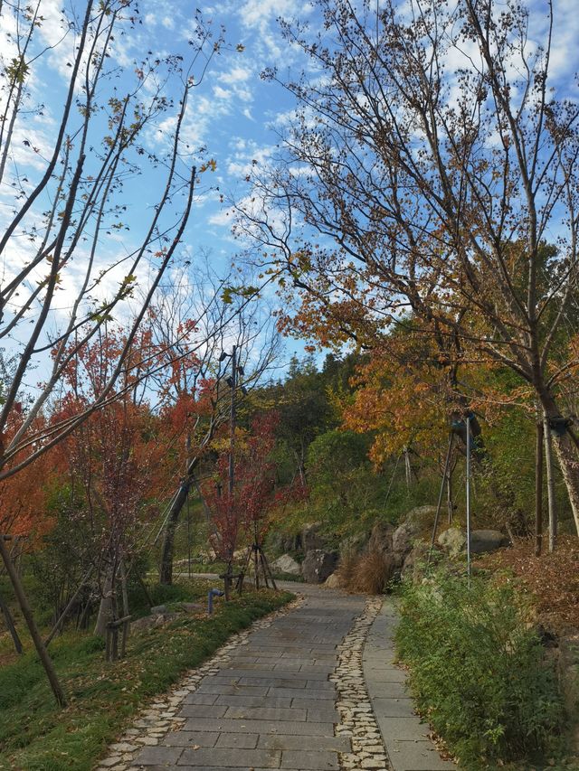 魔都秋色打卡 魔都秋色打卡