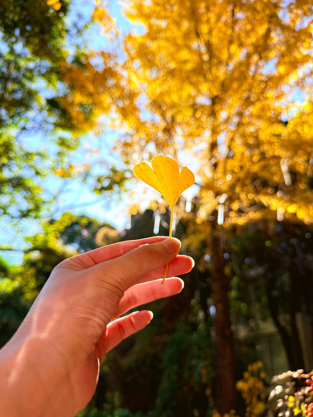 看了1000+麗江民宿,這家老錢風民宿成了我的白月光 看了1000+麗江民宿,這家老錢風民宿成了我的白月光