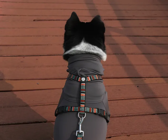 小狗和小馬一起低頭可愛鼠了！