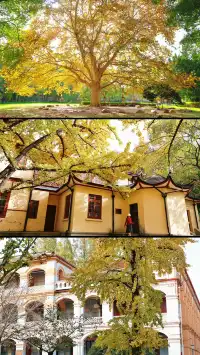 11.27這裡的絕美百年銀杏與梧桐沒人拍，快衝