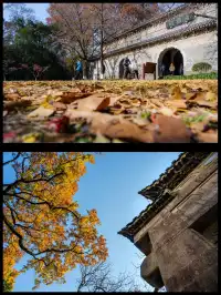 人你好,我是靈谷寺的咪,來看看我和秋天嗎