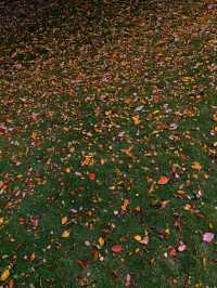 登寥廓山,收藏一城秋色 | 曲靖風光與旅居指南