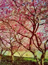 漫山紫花風鈴美瘋了