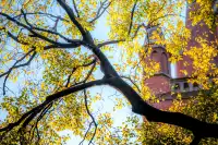 那道光撒向聖三一的銀杏上,也照進我的心裡