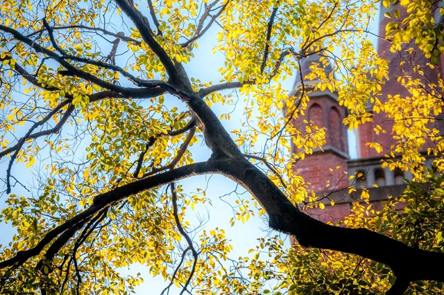 那道光撒向聖三一的銀杏上,也照進我的心裡 那道光撒向聖三一的銀杏上,也照進我的心裡