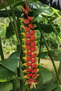 超值的!版納中科院植物園強推