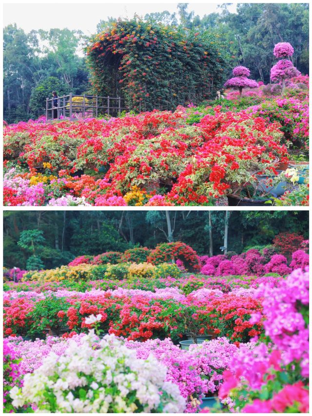 這裡風景獨好 這裡風景獨好