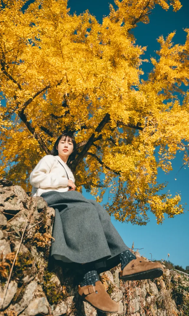 溫州這個古村的百年銀杏已到最佳觀賞期~ 溫州這個古村的百年銀杏已到最佳觀賞期~