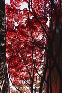 東坪山上長在岩縫裡的紅葉。