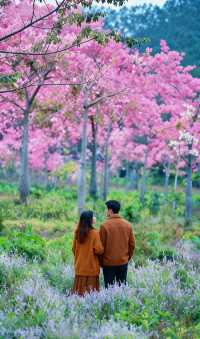 廣東冬日秘境|闖入鶴山粉色花海,邂逅浪漫「粉色雪」