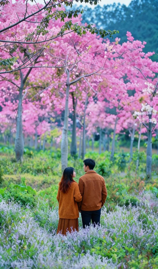 廣東冬日秘境|闖入鶴山粉色花海,邂逅浪漫「粉色雪」 廣東冬日秘境|闖入鶴山粉色花海,邂逅浪漫「粉色雪」