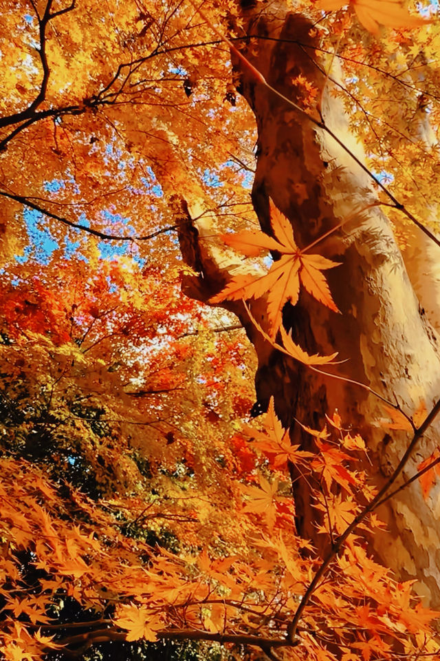 上海魯迅公園｜秋日限定！紅葉與暖陽的絕美約會地