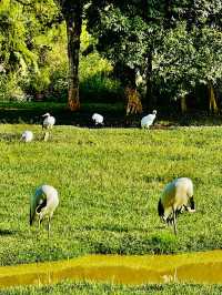 打卡肇慶丹頂鶴生態園